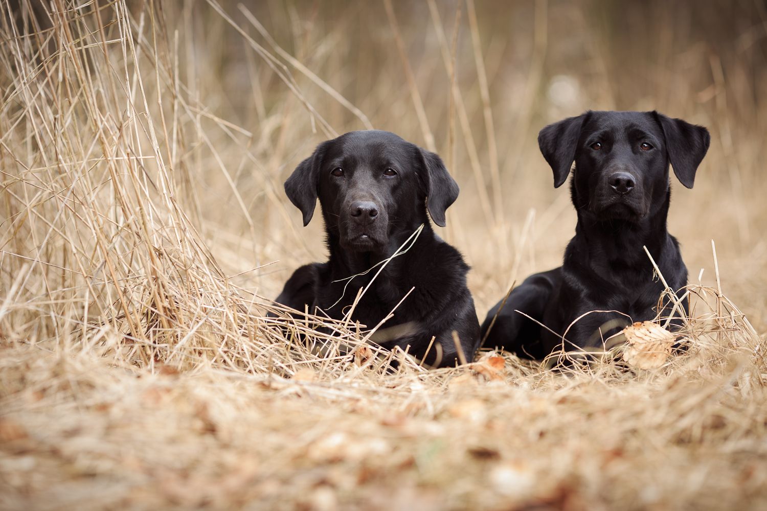 Labrador Branka und Pika